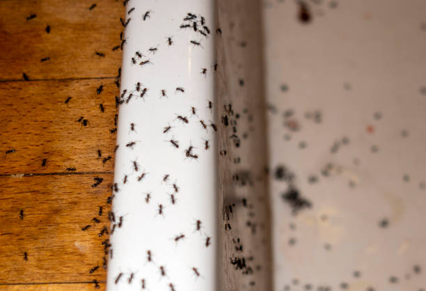 Best Bed Bug Extermination  in Deforest, WI
